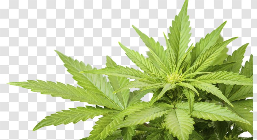 Cannabis Sativa Medical Hemp Cannabidiol - Drug - Ruderalis Transparent PNG