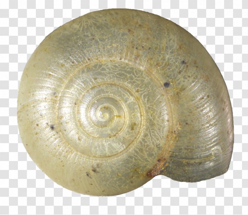 Snail Seashell Invertebrate Mollusc Shell Gastropod - Artifact Transparent PNG