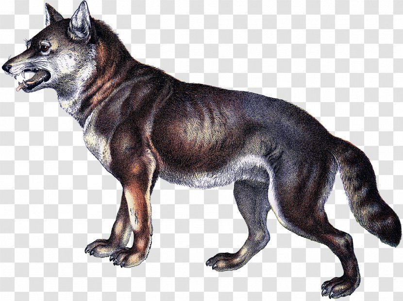 Saarloos Wolfdog Czechoslovakian Kunming Tamaskan Dog Seppala Siberian Sleddog - Mammal Transparent PNG