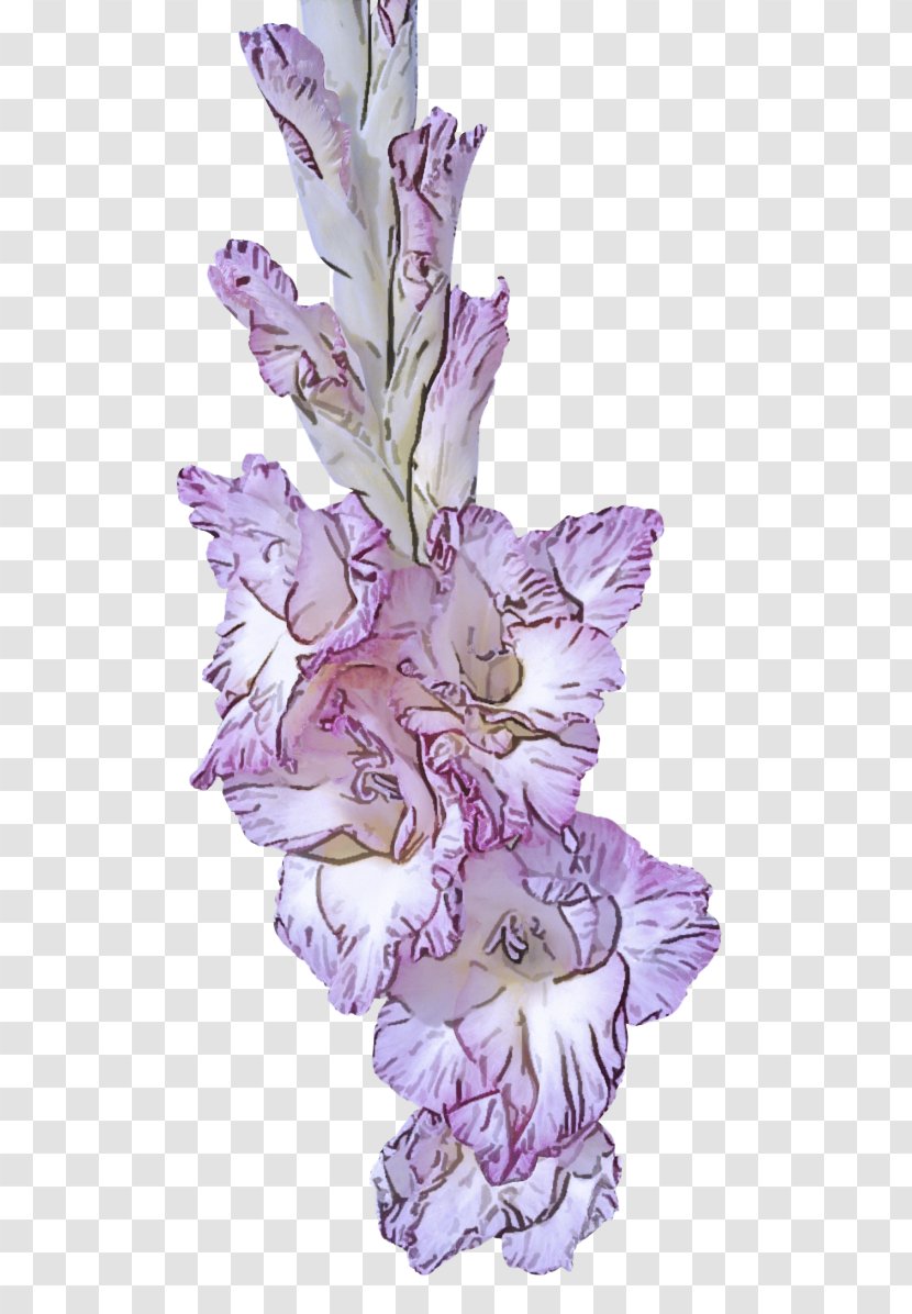 Lavender - Flower - Iris Petal Transparent PNG