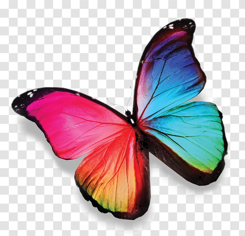 Butterfly Stock Photography Coloring Book Image - Pieridae Transparent PNG