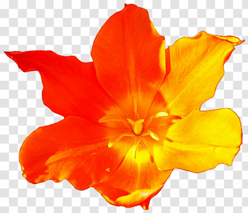 Flowering Plant Daylily - Orange - Tulip Shadow Transparent PNG
