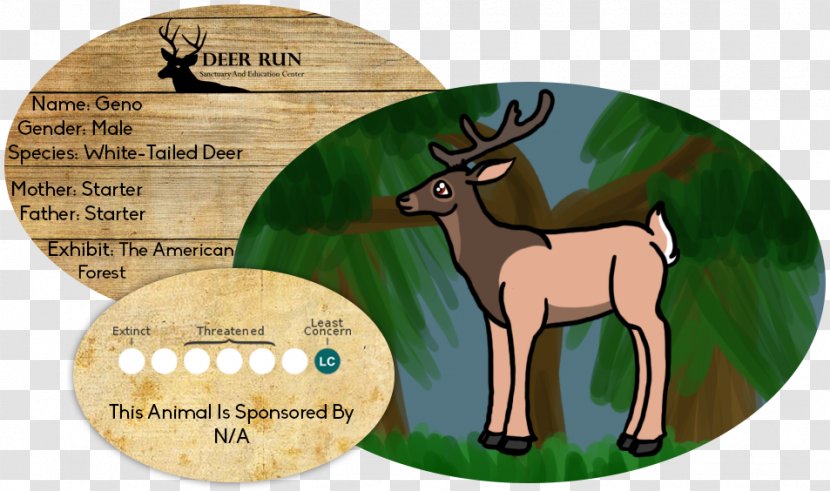 Reindeer Horse Antler Mammal Wildlife - White Tailed Deer Transparent PNG