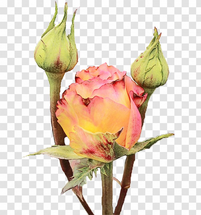 Garden Roses Pitaya Thai Cuisine Cabbage Juice - Bud Transparent PNG
