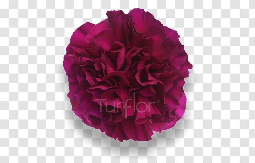 Cabbage Rose Garden Roses Cut Flowers Peony Petal - Plant - Pink Carnation Transparent PNG