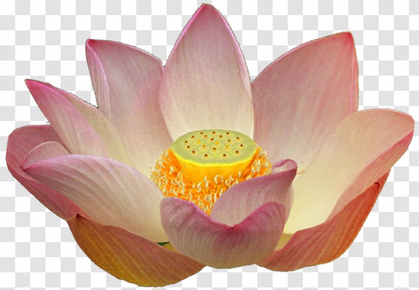 Nelumbo Nucifera Peach Stock Photography Clip Art - Lotus - Leaf Green Electric Arches Wallpaper Transparent PNG