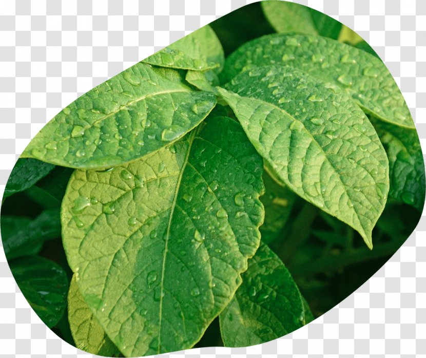 EarthApples Seed Potatoes Potato Leaf - Pathology - Drops For Plants Transparent PNG