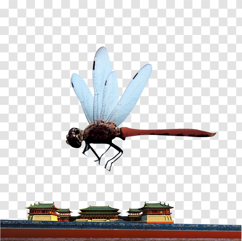 Insect Dragonfly Computer File Transparent PNG