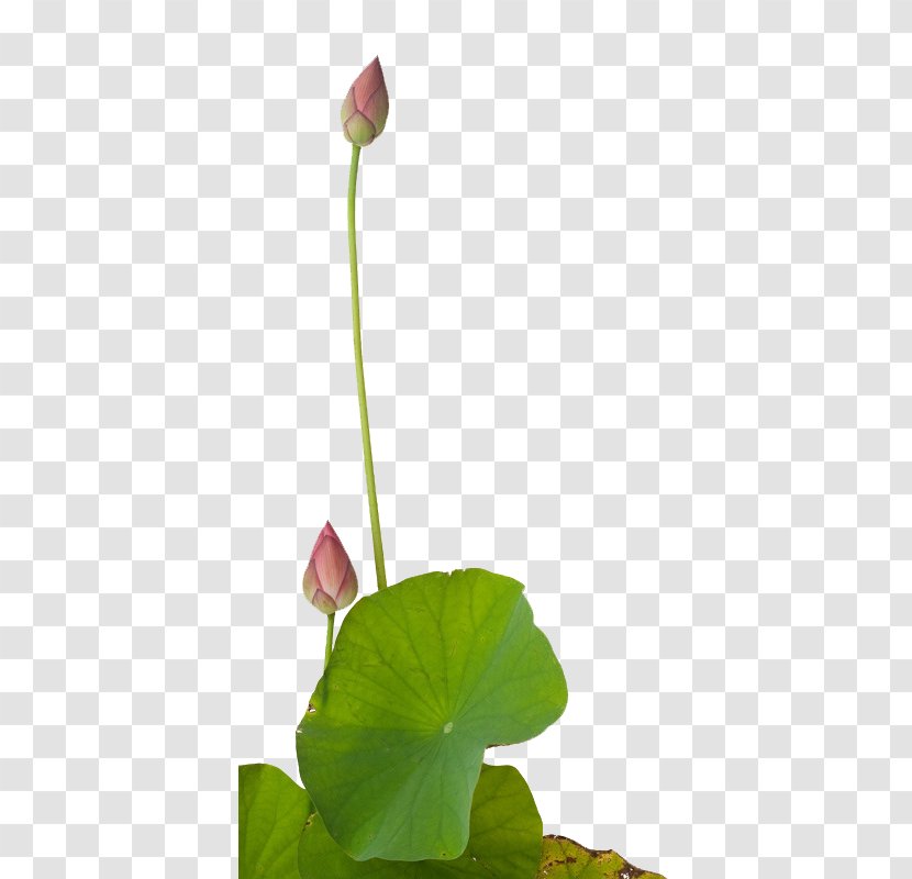 Paper Painting Photography Art - Annual Plant - Lotus Transparent PNG