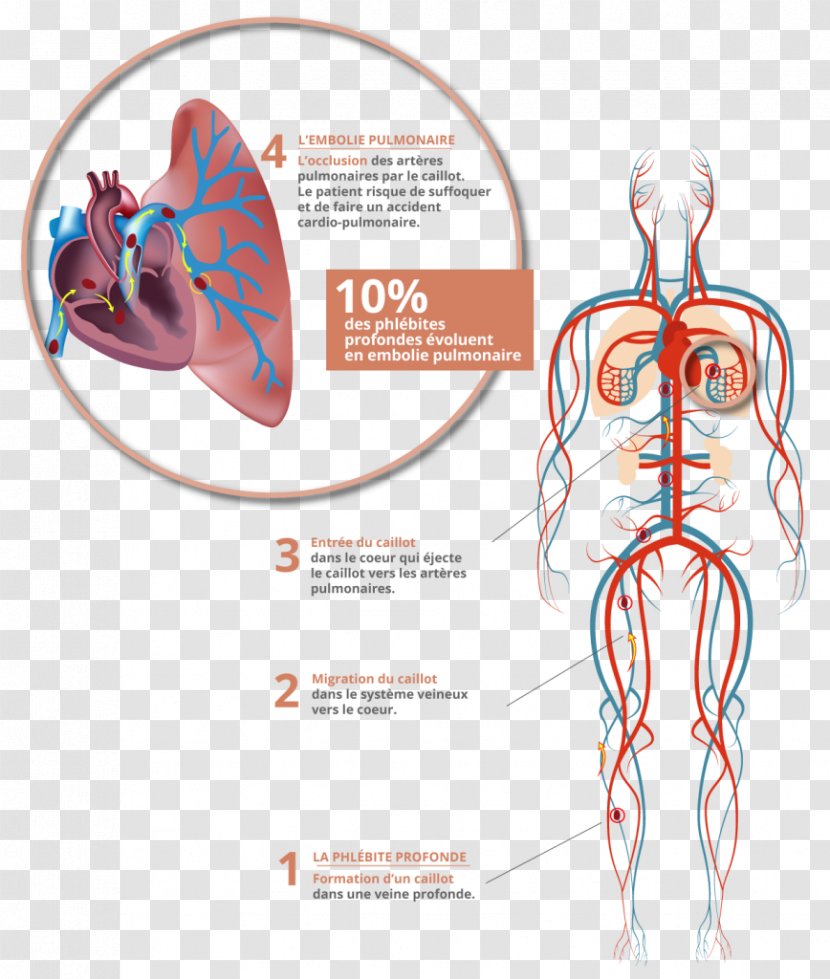 Circulatory System Royalty-free Photography - Flower - Design Transparent PNG