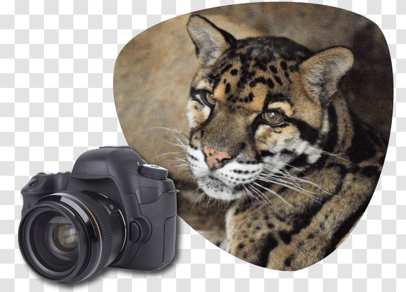 Tiger Clouded Leopard Wildcat Great Cats World Park - Mammal - Cat Transparent PNG