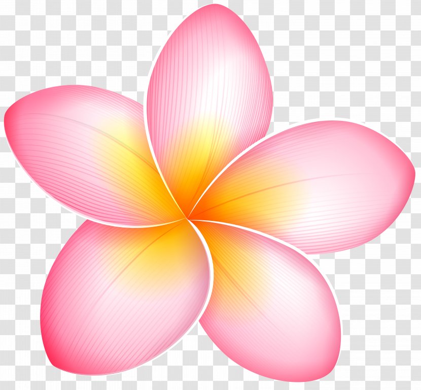 Blog Pink Flowers Clip Art - Petal - Frangipani Transparent PNG
