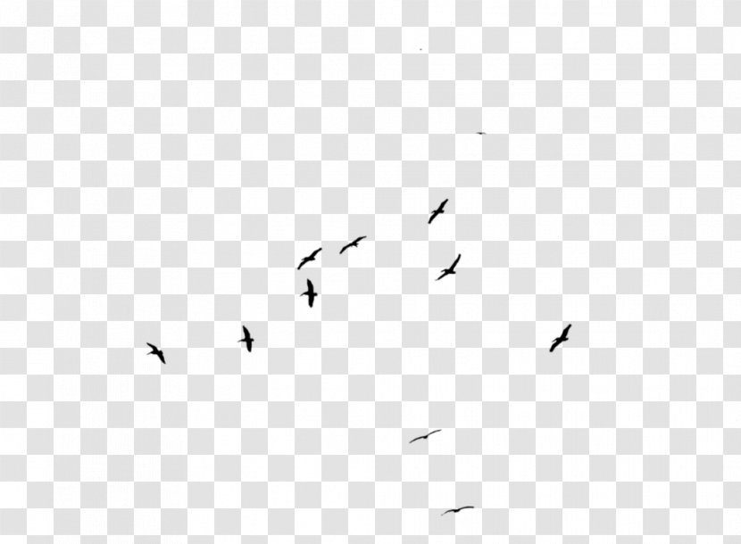 Bird Pelican Flock - Migration Transparent PNG