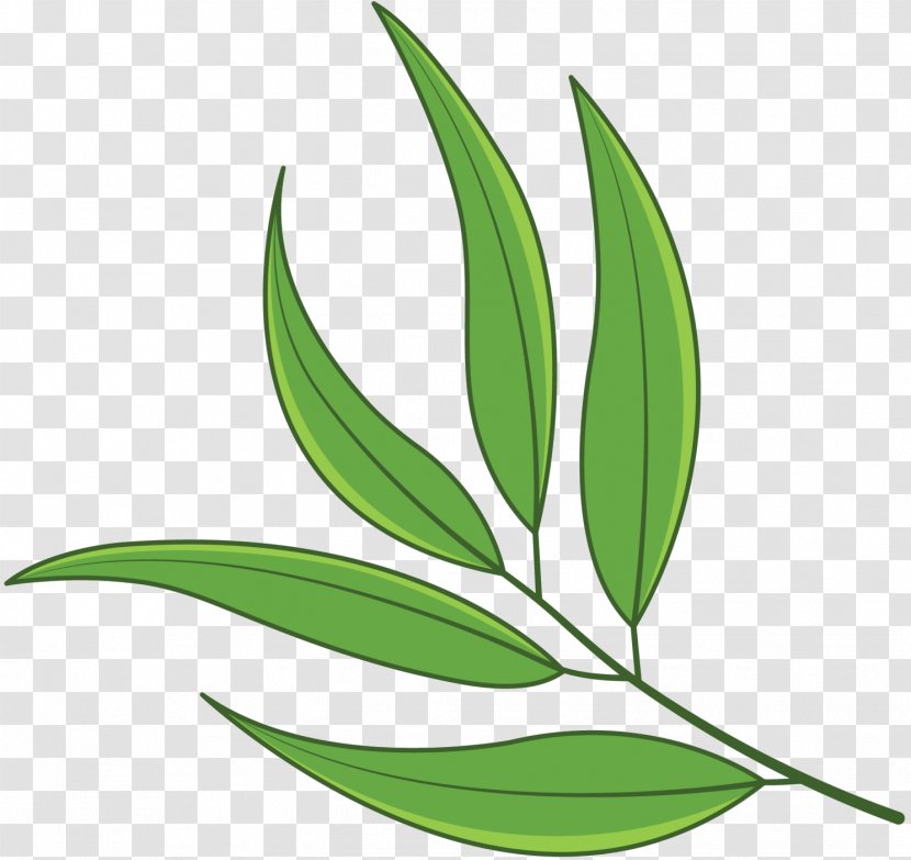 Leaf Plant Stem Grasses Flower Transparent PNG