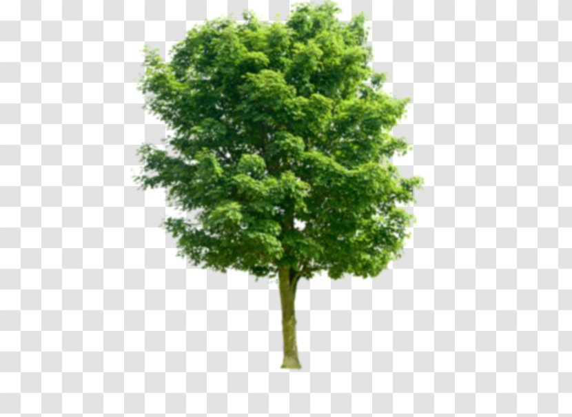 Stock Photography Tree Juglans Pruning - Green Transparent PNG