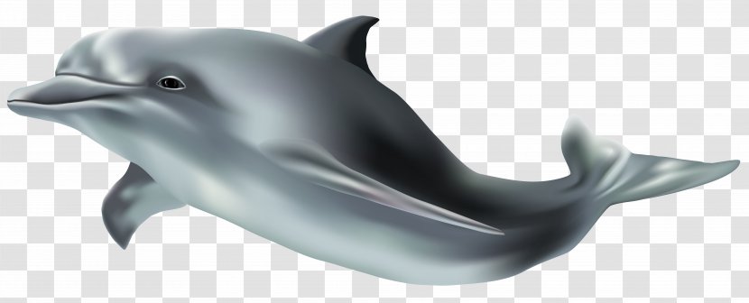 Wholphin Tucuxi Common Bottlenose Dolphin Clip Art - Figurine Transparent PNG