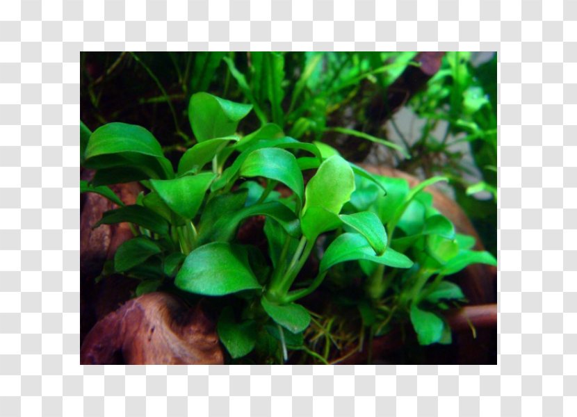 Anubias Barteri Var. Nana Aquarium Aquatic Plants Aquarienpflanze - Plant Transparent PNG