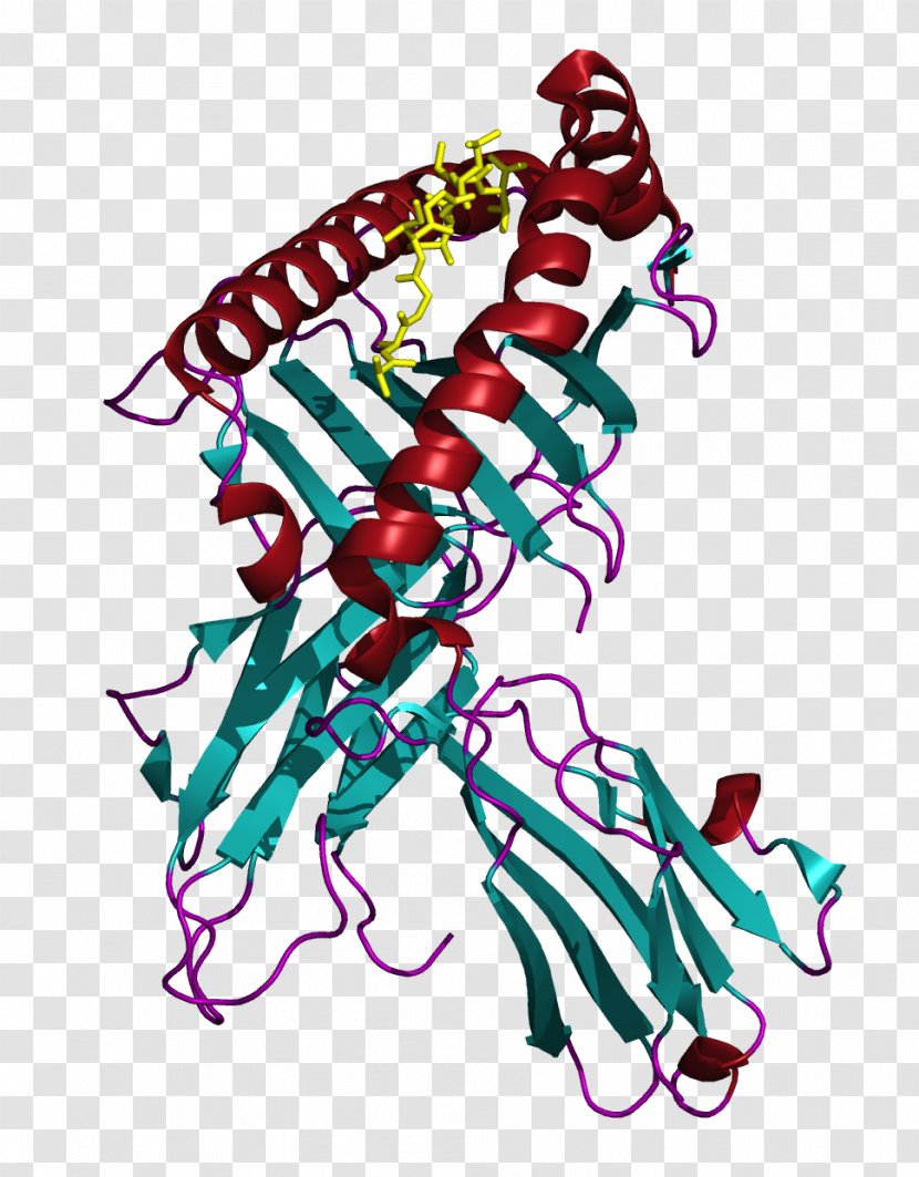 MLANA Human Leukocyte Antigen Major Histocompatibility Complex MHC Class I - Flower - Frame Transparent PNG