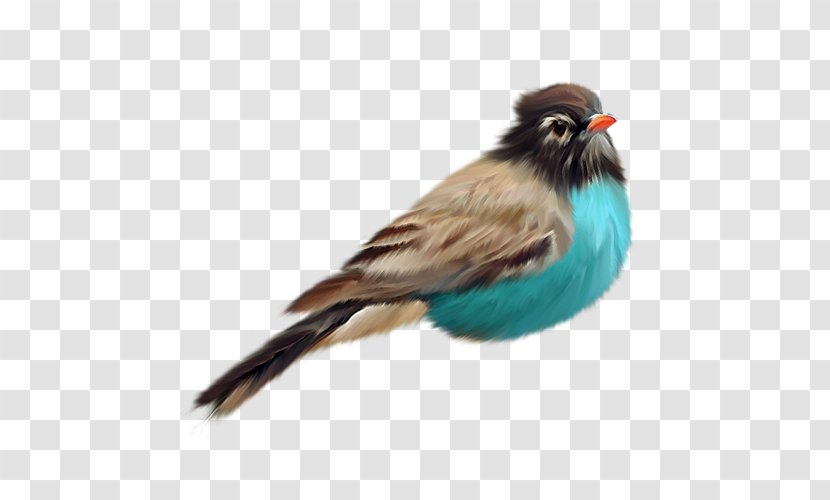 Bird Clip Art - Digital Media Transparent PNG