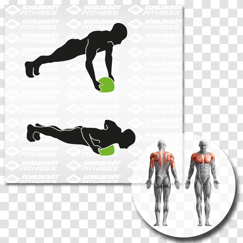 Abdominal Exercise Fitness Centre Torso Rectus Abdominis Muscle - Joint - Squash Sport Transparent PNG