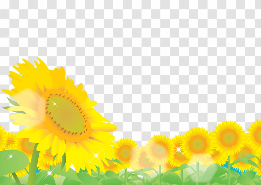 Common Sunflower Sunflower Seed Yellow Sunlight Computer Transparent PNG