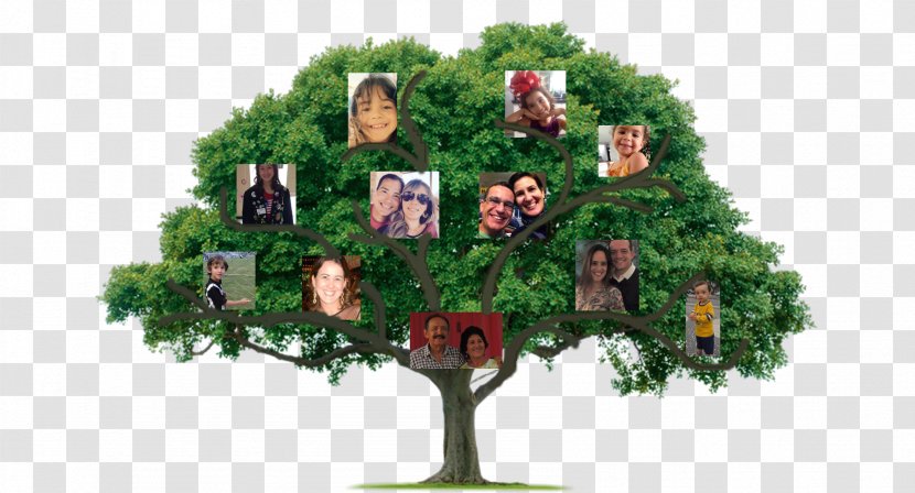 Tree Certified Arborist The Community Foundation Of Orange And Sullivan Organization - Houseplant - Family Transparent PNG
