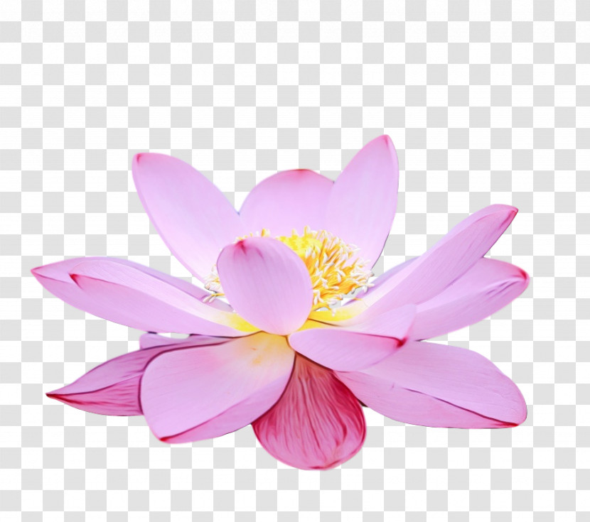 Sacred Lotus Close-up Lotus-m Transparent PNG