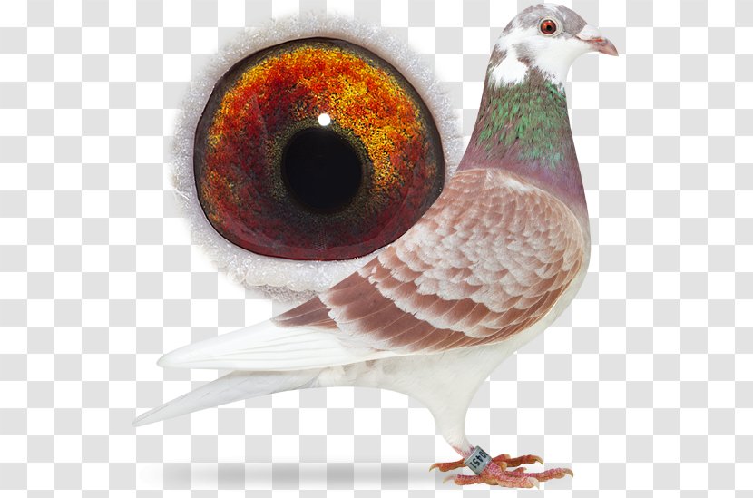 Eefde .nl Sangers Pigeons BV .com Breed - Bird - Bv Transparent PNG