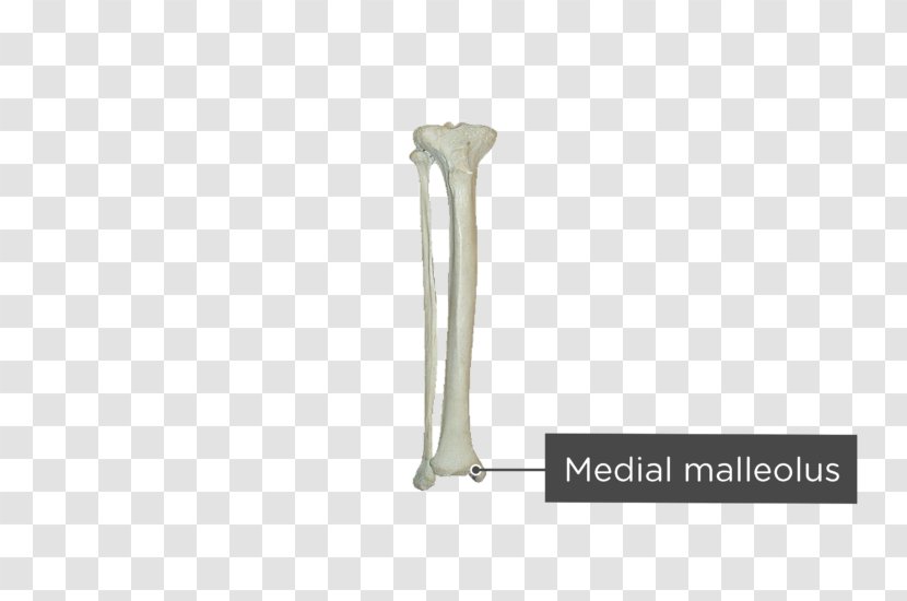Fibula Tibia Bone Human Skeleton Malleolus Transparent PNG