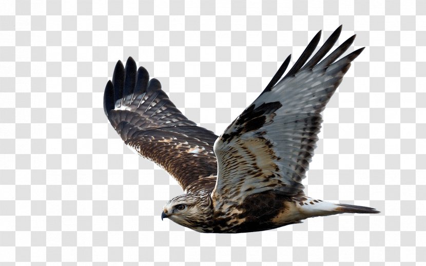 Bird Of Prey Rough-legged Buzzard Hawk Flight - Fauna Transparent PNG