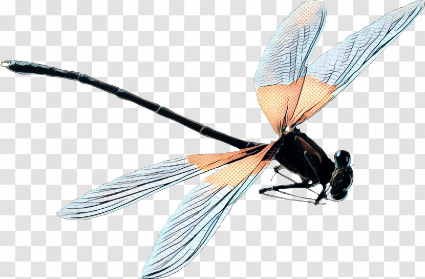 Bee Cartoon - Membranewinged Insect - Carpenter Mayflies Transparent PNG