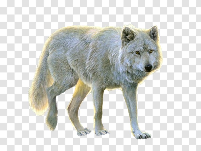 Arctic Wolf Clip Art - Fur Transparent PNG