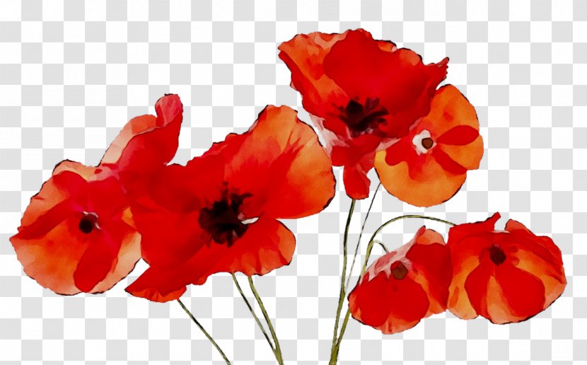 Winnipeg Transit Poppy Armistice Day Veteran - Flower - Flowering Plant Transparent PNG