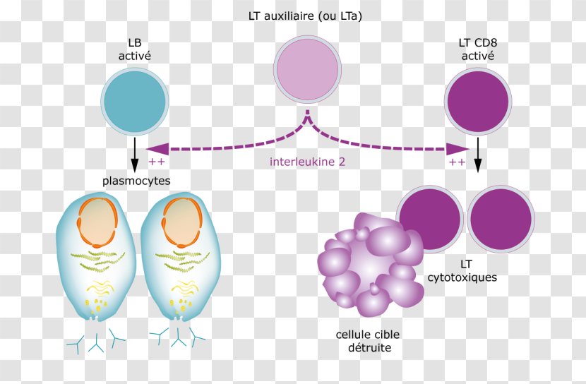 Interleukin-2 T Helper Cell Immune System - Organism - Debris Transparent PNG