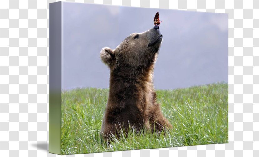 Grizzly Bear Canvas Print Art Transparent PNG