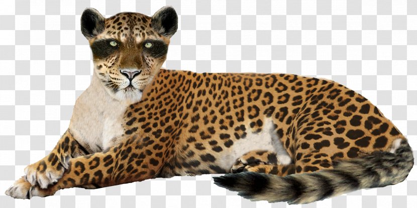 Leopard Jaguar Cheetah Lion - Image Transparent PNG