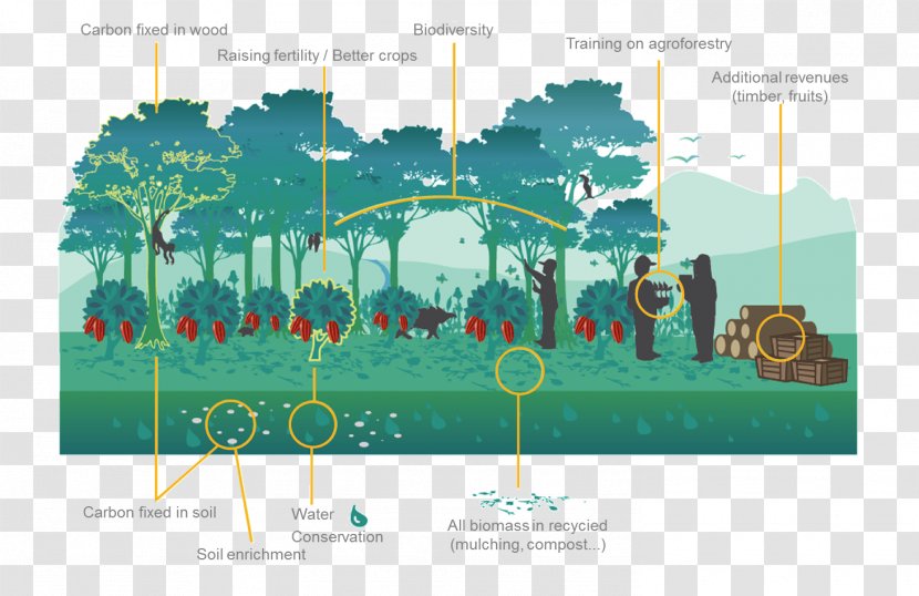 Ecosystem Agroforestry Tree Reforestation Permaculture - Hexagone Transparent PNG