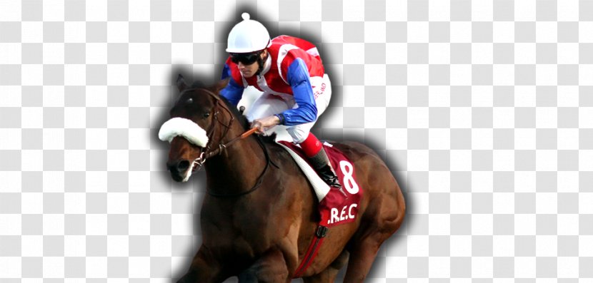 Horse Racing Stallion Rein Bridle - Jockey - Training Transparent PNG