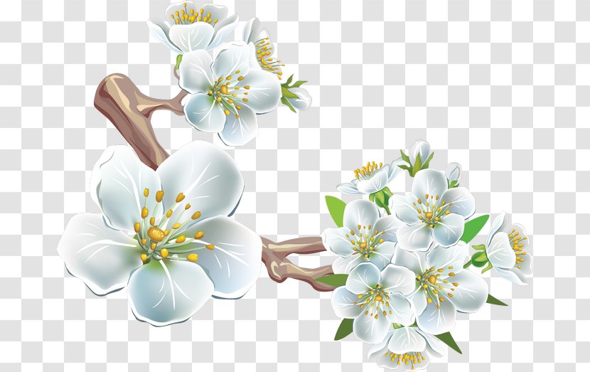 Flower Cherry Blossom Clip Art - White Transparent PNG