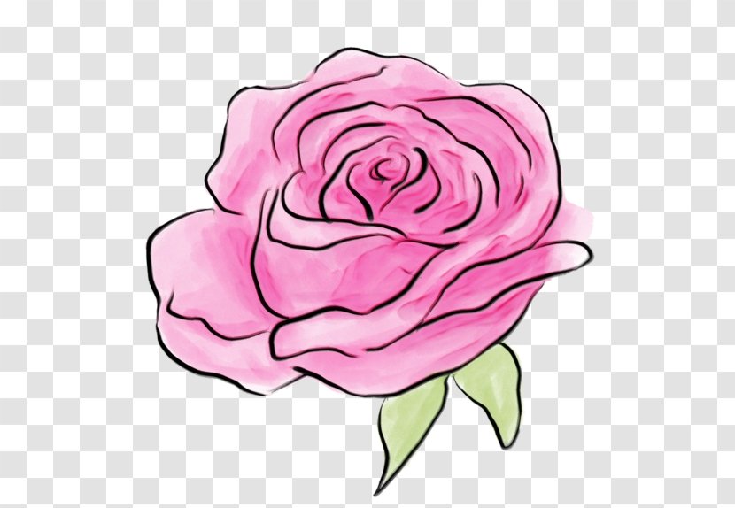 Garden Roses - Rose Family - Floribunda Plant Transparent PNG