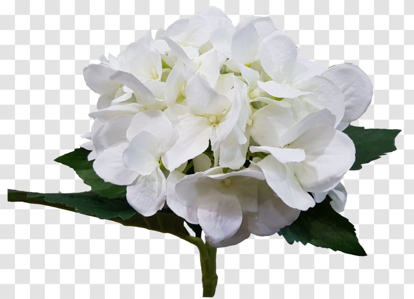 Hydrangea Cut Flowers Petal Herbaceous Plant - Flowering - WHITE Transparent PNG