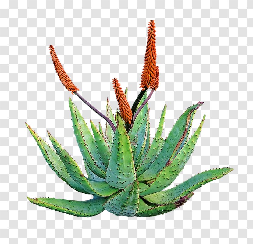 Aloe Vera Medicinal Plants Medicine Succulent Plant Skin - Xanthorrhoeaceae - Gel Transparent PNG