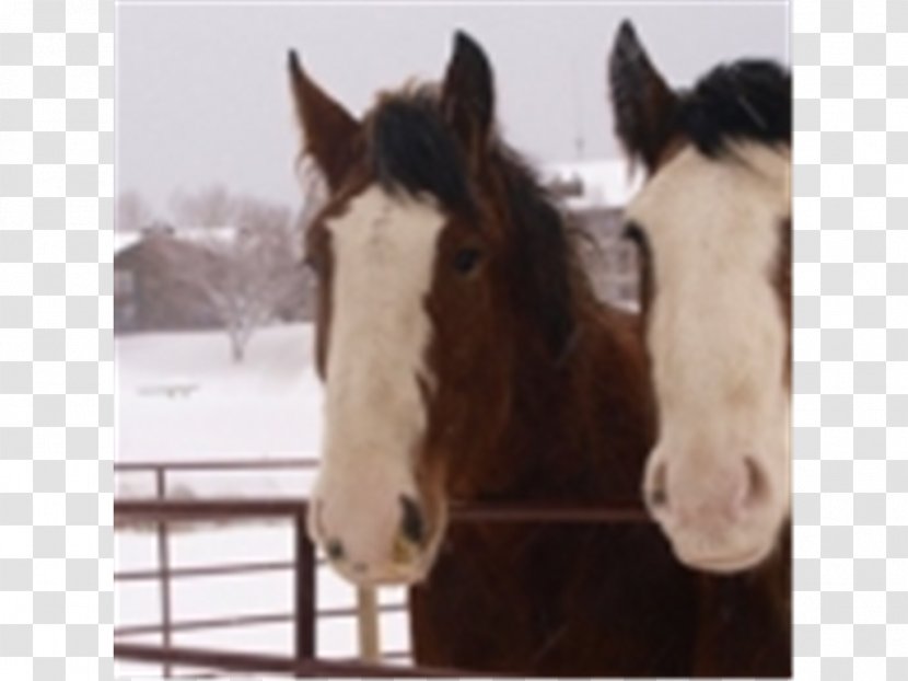 Mustang Halter Stallion Mare Rein - Pack Animal Transparent PNG