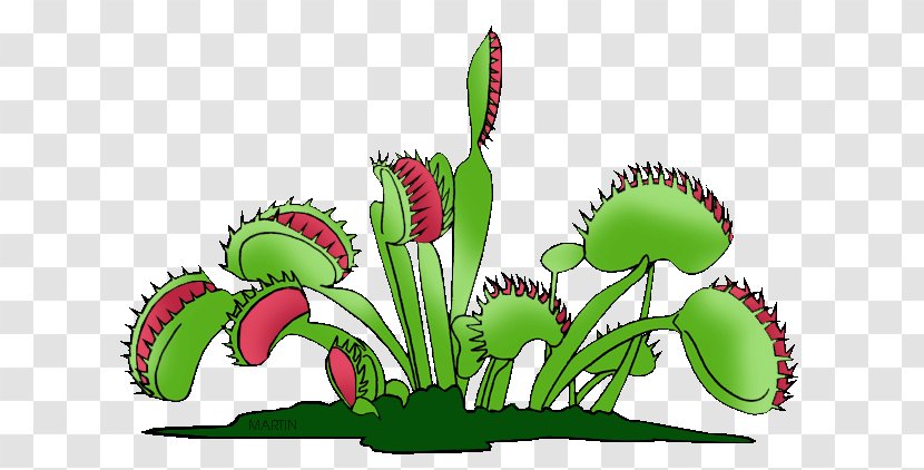 Venus Flytrap Carnivorous Plant Clip Art Transparent PNG