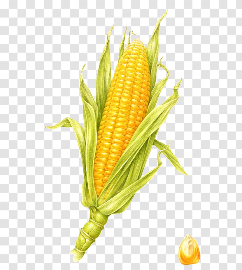 Corn On The Cob Visual Arts Maize Illustration - Food Transparent PNG