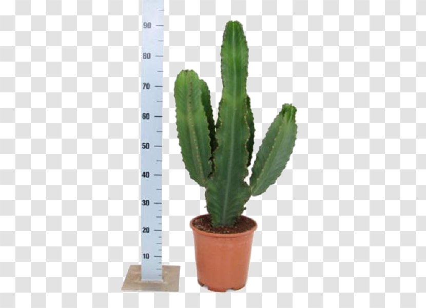 San Pedro Cactus Euphorbia Ingens Milii Cactaceae Houseplant - Echeveria - Plant Transparent PNG