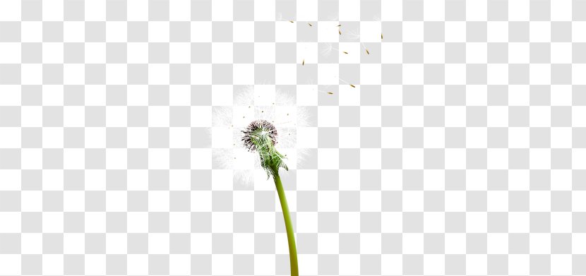 Green Dandelion Computer Pattern - Grass Transparent PNG