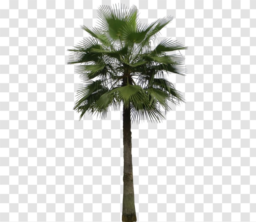 Mexican Fan Palm Arecaceae Areca Tree Sago - Houseplant Transparent PNG