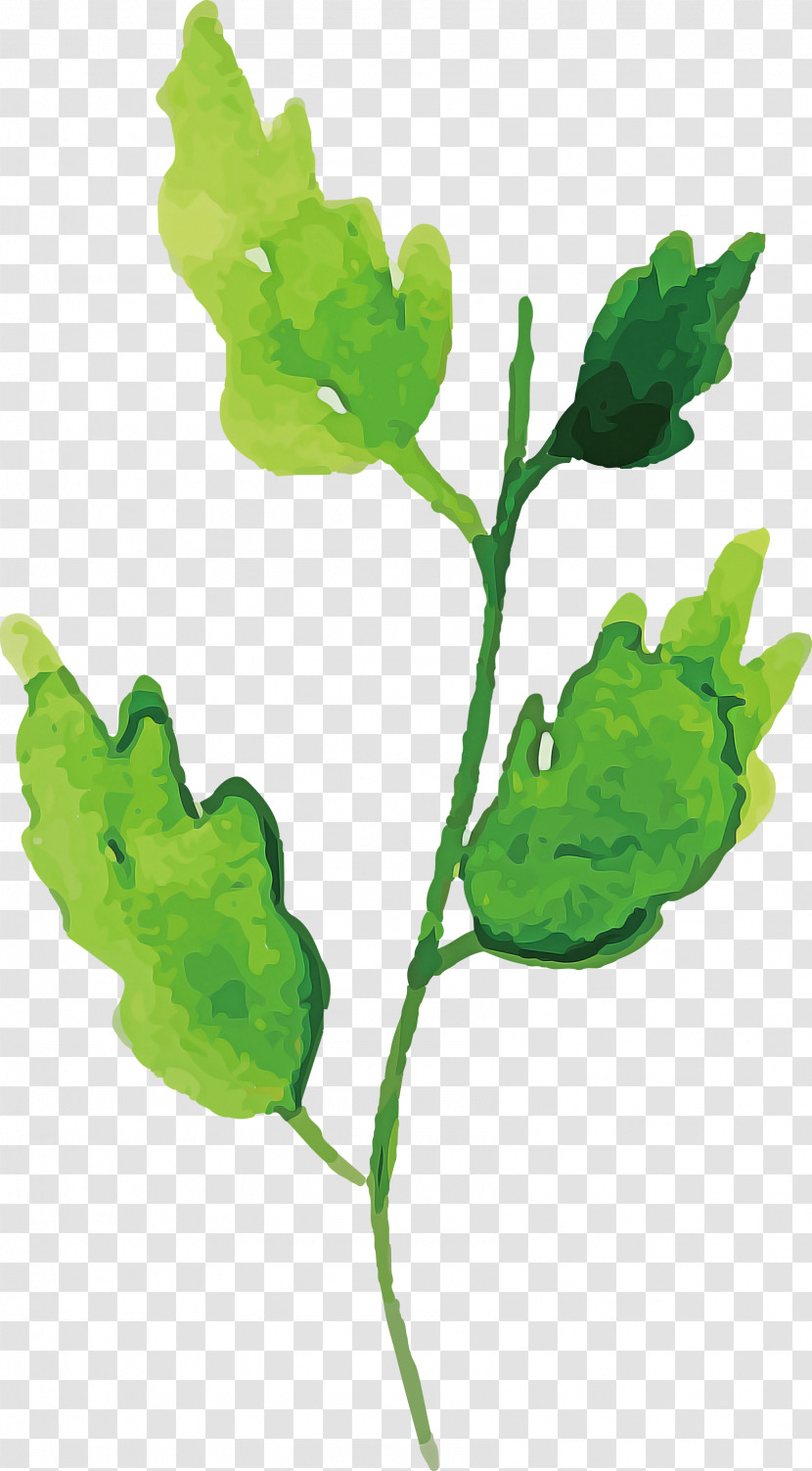 Leaf Plant Stem Leaf Vegetable Branch Paperplant Transparent PNG