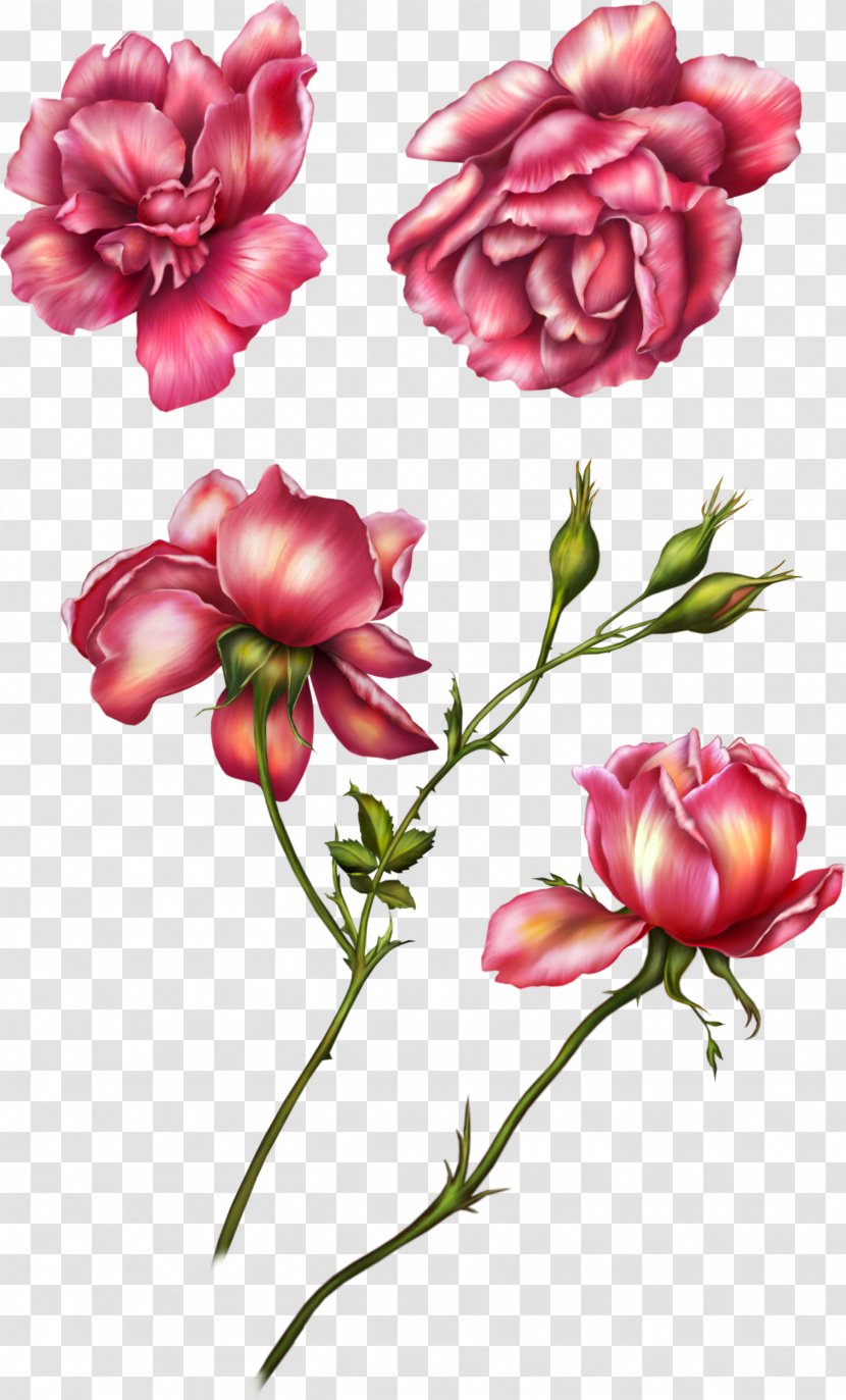 Flower Garden Roses Clip Art - Inkscape - Pink Transparent PNG